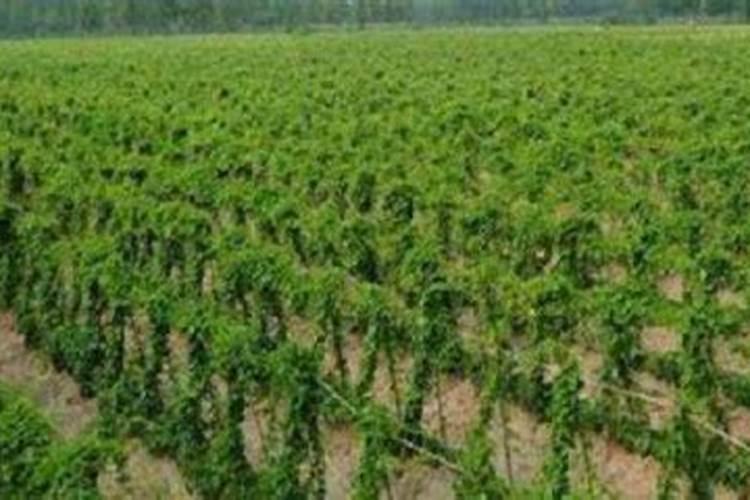 玉米复合肥最佳配方