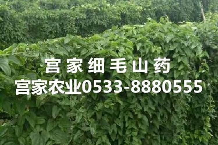 麻山药进入8月份用平衡肥吗