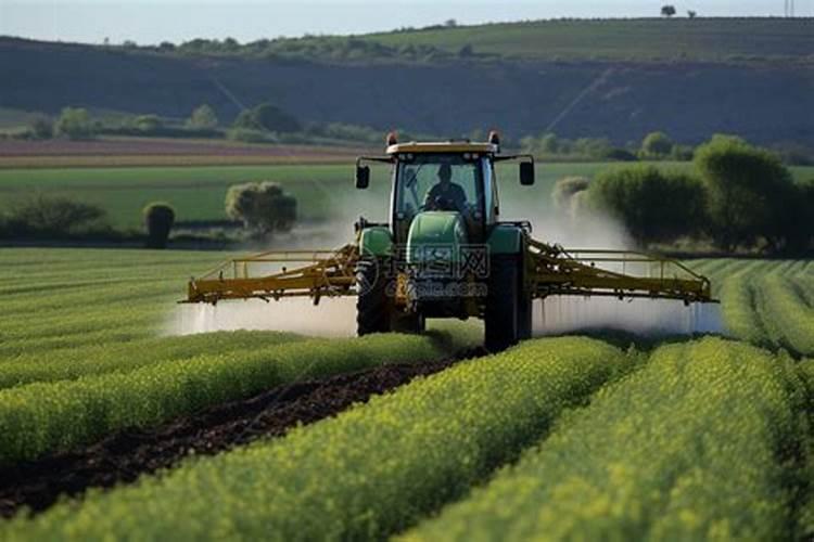 冲施肥八月能给梨冲吗