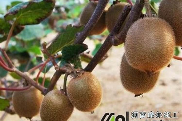 文竹只长茎不长叶子是什么情况