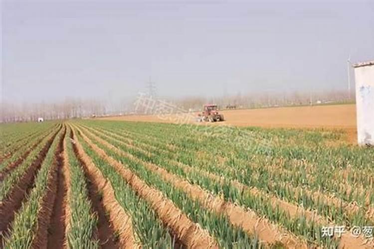 芸苔素隔多久能打二次