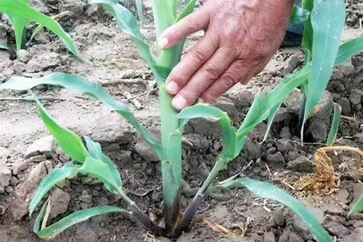 尿素是氮肥还是磷肥