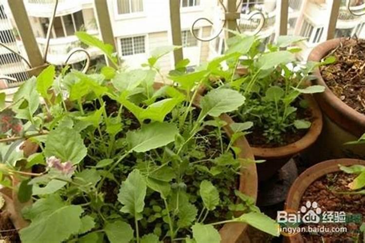 叶面肥什么时候打合适