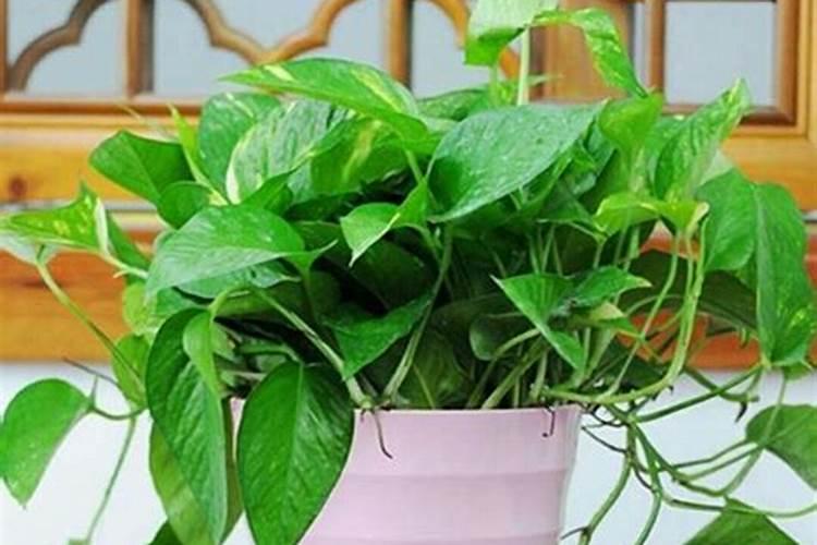 钾肥可以喷叶面吗