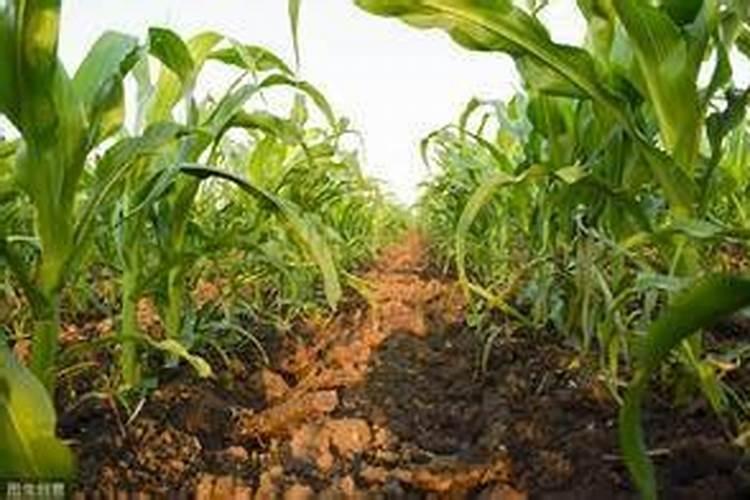 一公倾玉米用水溶肥追肥得用多少公斤？