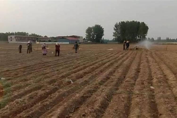 刚种完玉米需要浇水吗？