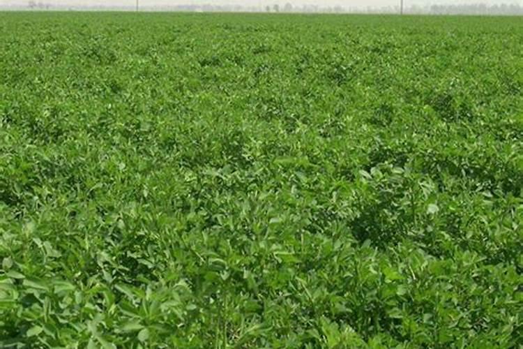 紫花苜蓿一亩地的成本