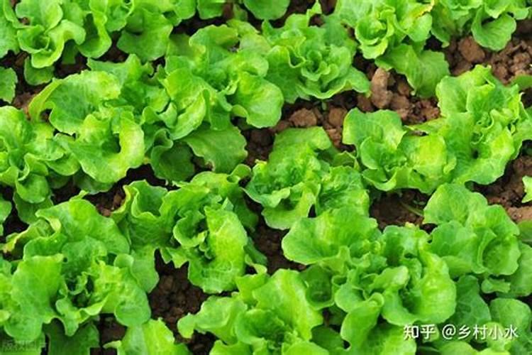 葡萄的最佳施肥时间是什么时候