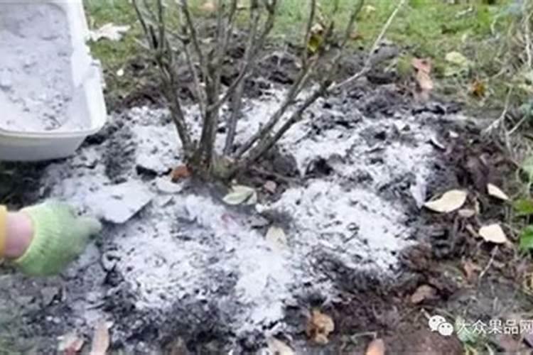 葡萄施肥注意事项？