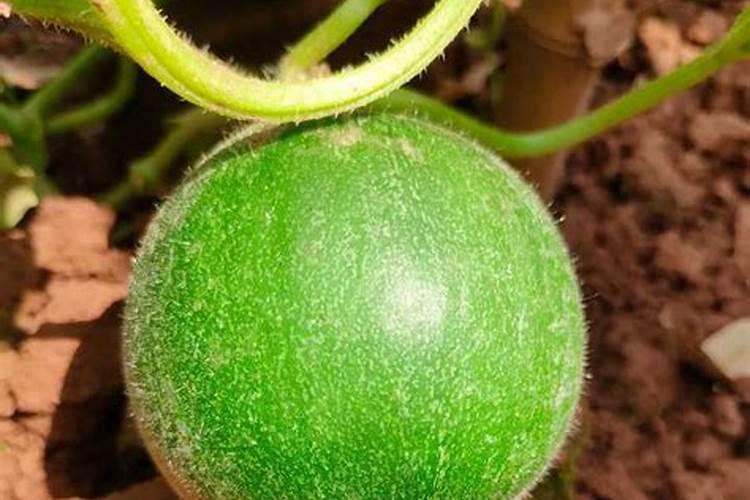 小麦拌种能用芸苔素吗