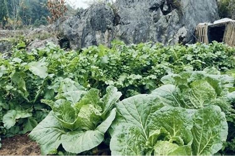 有机肥造粒机为什么在水分上有控制啊,最终的含水分多大才可以造粒？