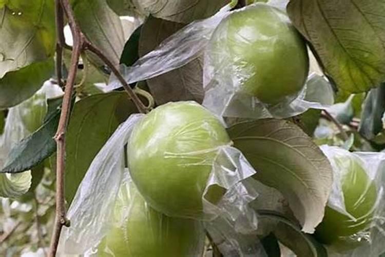 玉米打控旺能加芸苔素吗