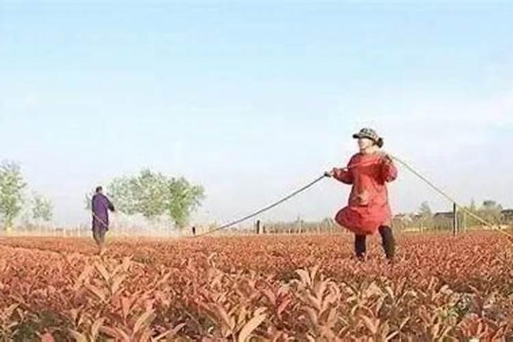 钾肥和硼肥哪个膨大块根效果明显