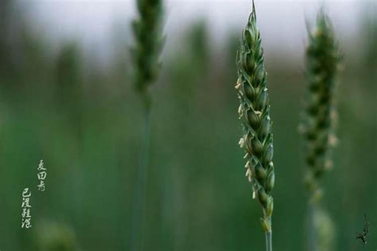 麦子种晚了能浇冻水吗 应该怎么浇水呢