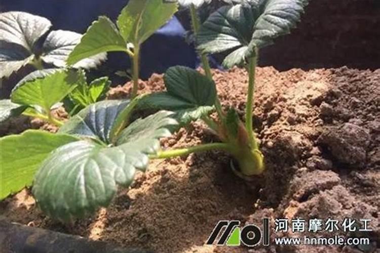 黄河边沙土地适合种