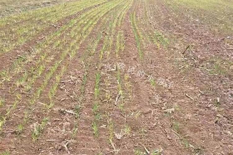 沙土地,种小麦如何施肥