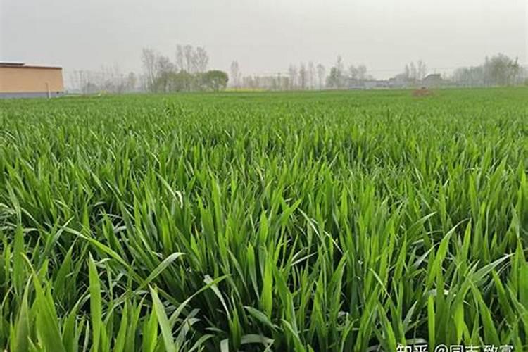 刚开垦的荒地需要施肥吗？刚开垦的荒地想种小麦,可以不施肥吗？