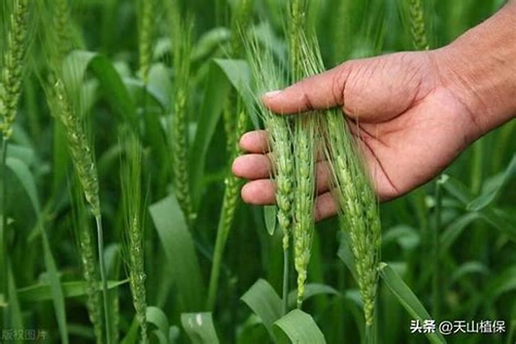 新翻的荒地,怎么样施肥