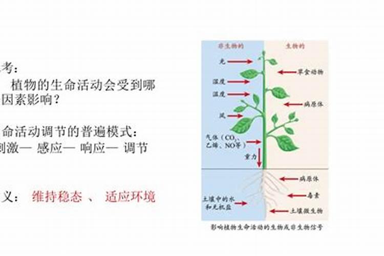 玉米7至11叶用什么叶面肥好