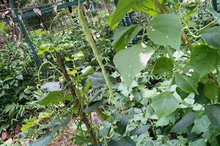 豆角冲什么水溶肥最好