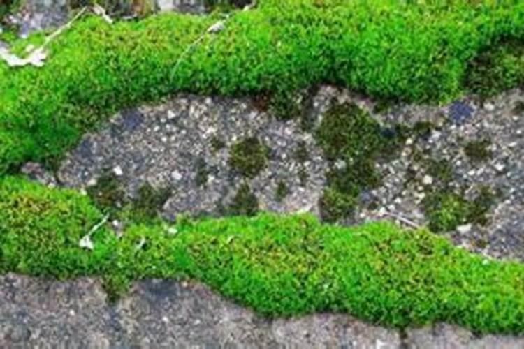 叶子肥大是什么植物