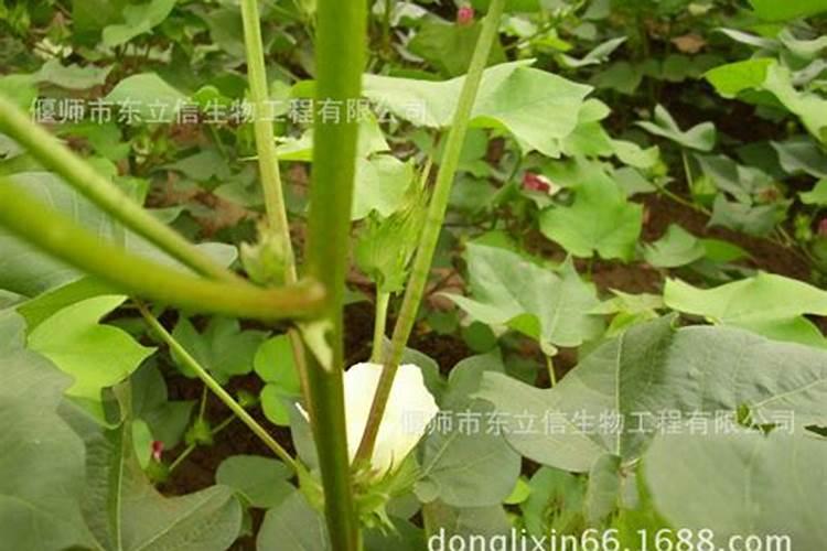 茄子盛产期施什么肥可增产