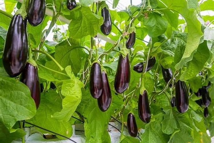 茄子需要施什么肥最好？