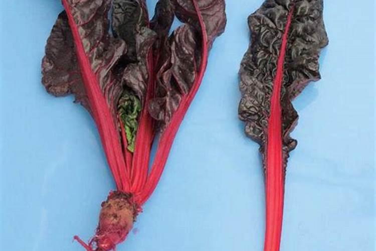 杜鹃花的肥可以上牡丹花盆里吗？