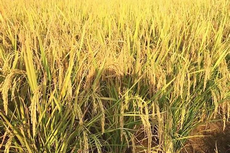 硼肥能和尿素混用吗？