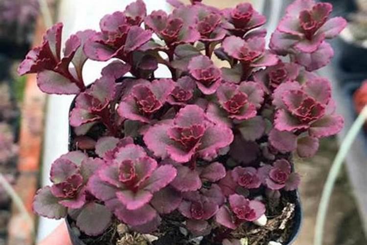 氮肥过多对水稻有什么危害 后期施的氮肥过多怎么处理