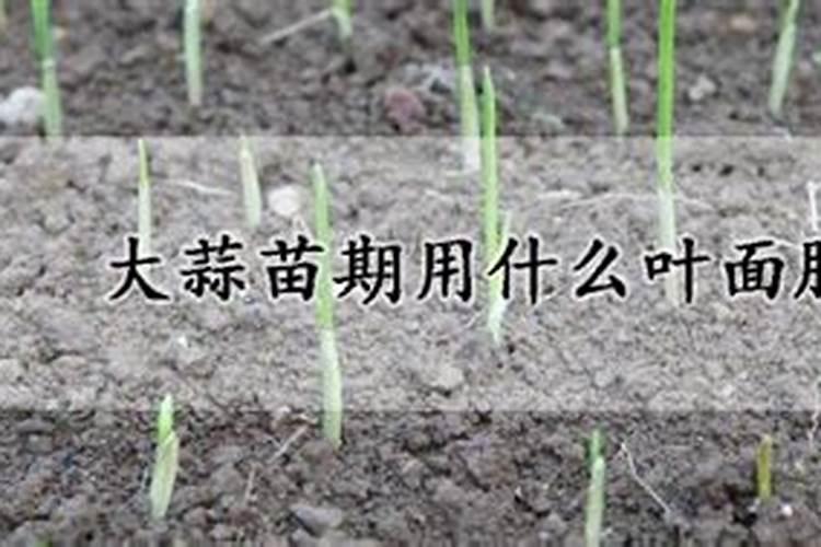 西瓜苗期用什么肥料好