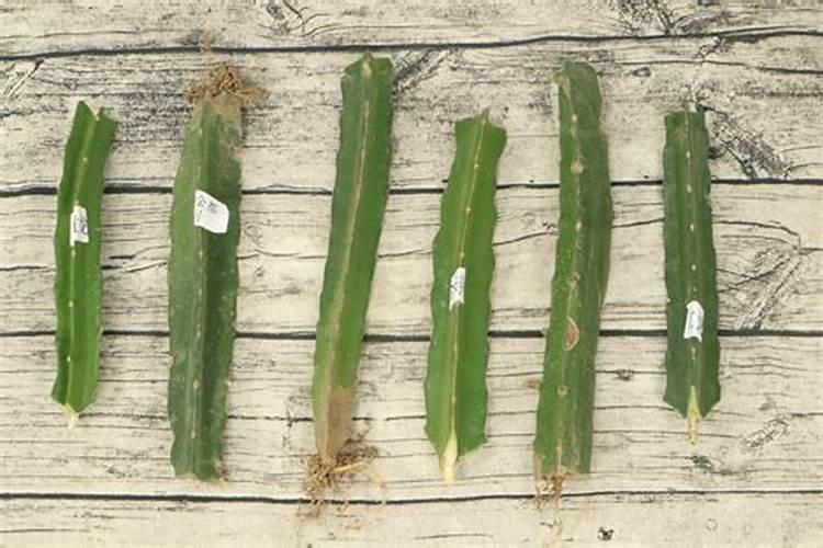 果树常用磷肥有哪些