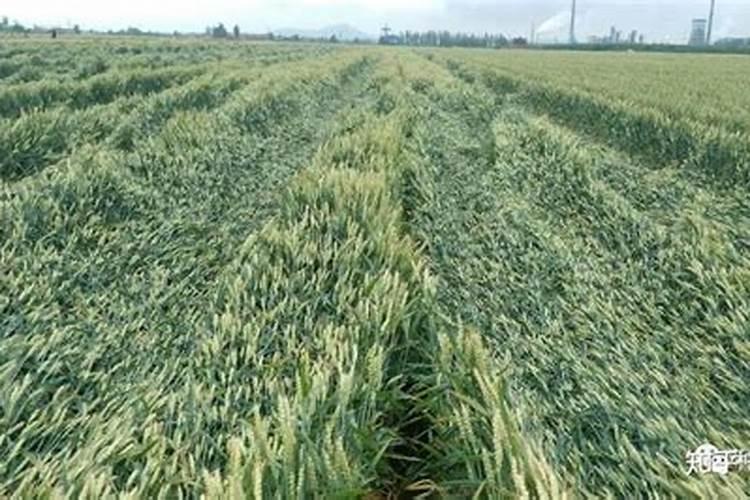 十月份樱桃树能拉枝吗