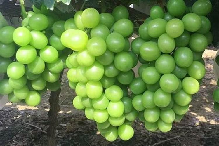 梨树落花后打什么药最好