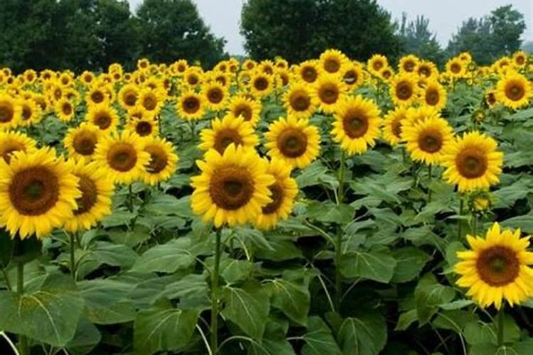 向日葵怎么施肥