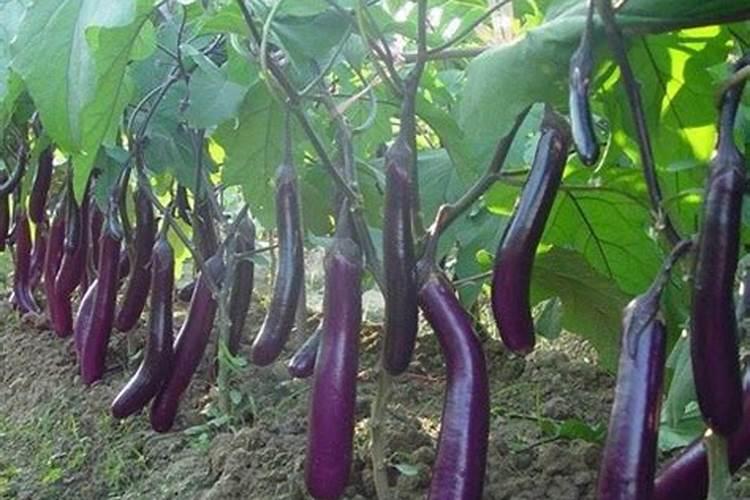 益施帮叶面肥的作用