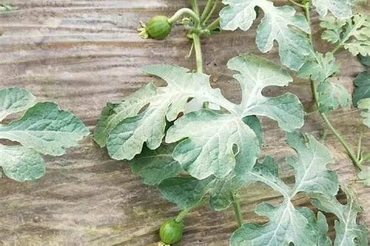 西瓜苗用什么肥料生根快 西瓜苗几月份开始育苗