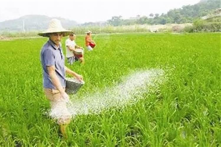 金弹子用什么肥料最好