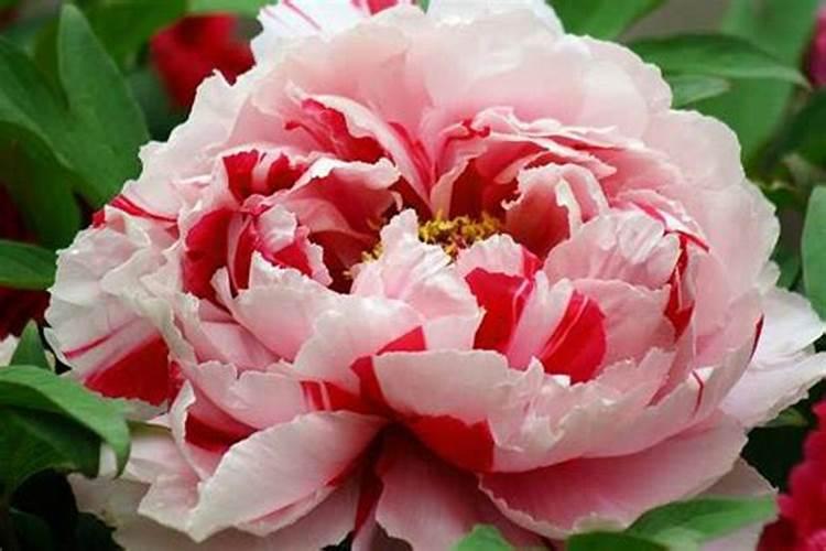 月季开花少怎么办 如何正确施肥