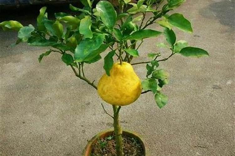 春天到了,小柚子树施什么肥好？谢谢!