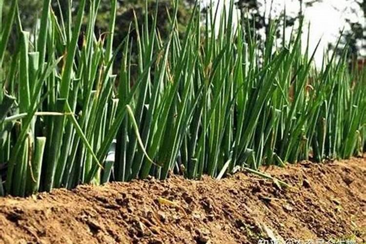 种树葡萄施什么肥