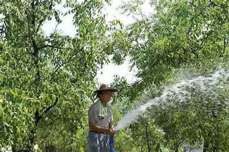 五月份梨树喷雾什么叶面肥合适一？