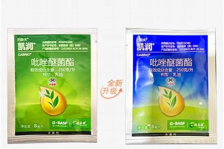 桃子快熟了落果,尾部失水起皱