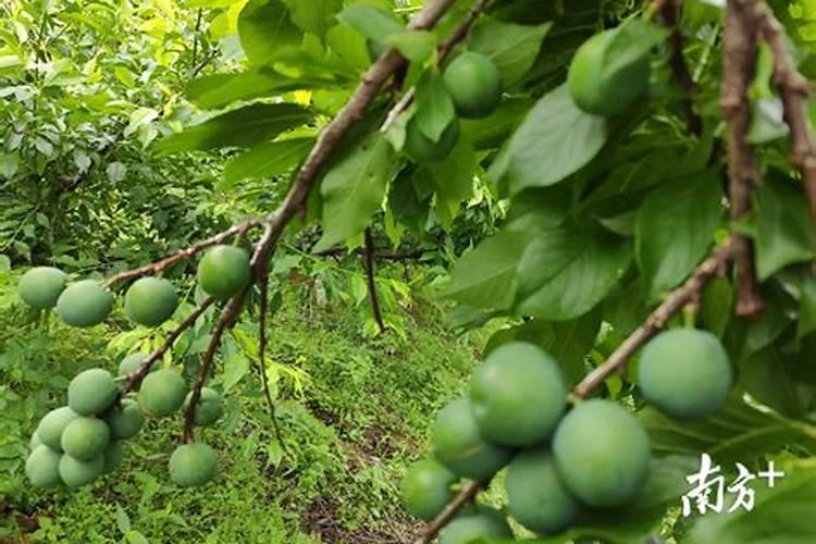 血钾高,饮食应该注意什么