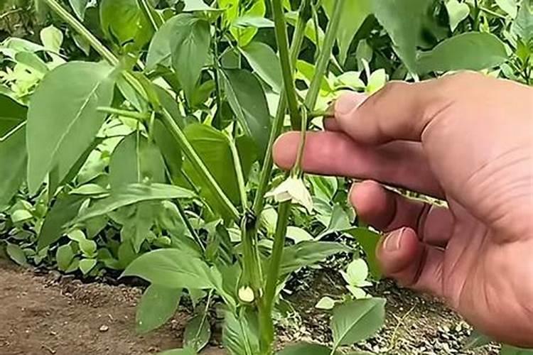 想让水溶肥发挥最大的效果,一定要遵守这些细节