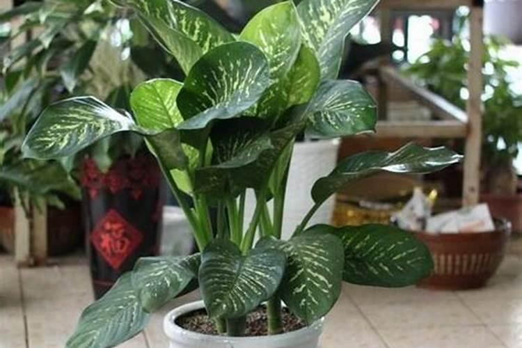 万年青花养护方法 并放到通风处恢复