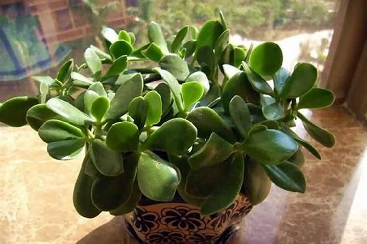 万年青花养护方法