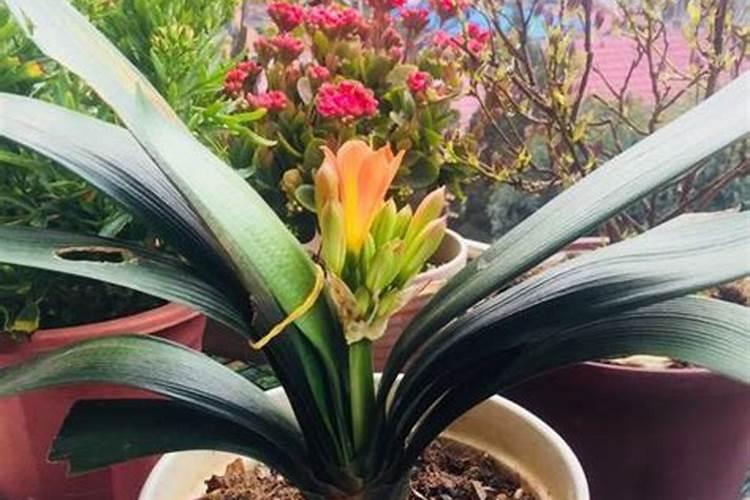 万年青好养活吗 万年青怎么施肥长得好