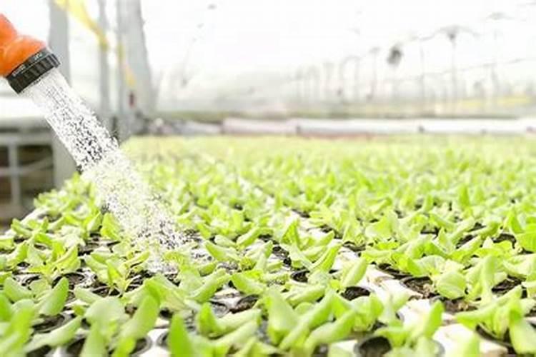 学会这4个烟雾剂使用技巧,冬季大棚作物病虫害防治没烦恼