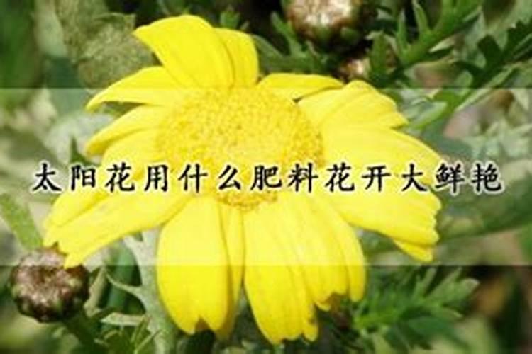 太阳花用什么肥料花开大鲜艳